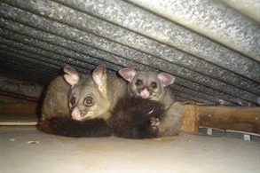 Possums