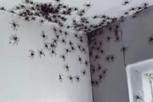 Spiders