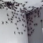 Spiders