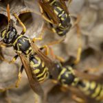 Wasps